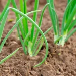 quando-seminare-lerba-cipollina-come-coltivare-le-cipolle-dai-semi.webp.webp