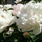 come-far-fiorire-le-peonie-in-modo-che-i-cappucci.jpg