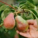 Come potare correttamente un albero di pere per ottenere un