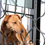 come-un-cane-riesce-a-riconoscere-in-anticipo-il-ritorno.webp.webp