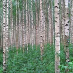 I 9 alberi peggiori per il giardino: cosa non piantare nel vostro giardino e quali alternative esistono