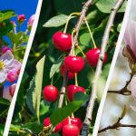 I giardinieri hanno nominato 8 alberi che non dovrebbero essere