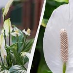 Lo Spathiphyllum fiorirà per anni se lo si tiene lontano