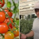 Perché i pomodori sono "bloccati" nella crescita: ragioni nascoste e